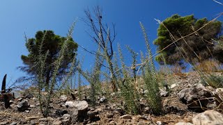 Los Guájares, un año después del incendio