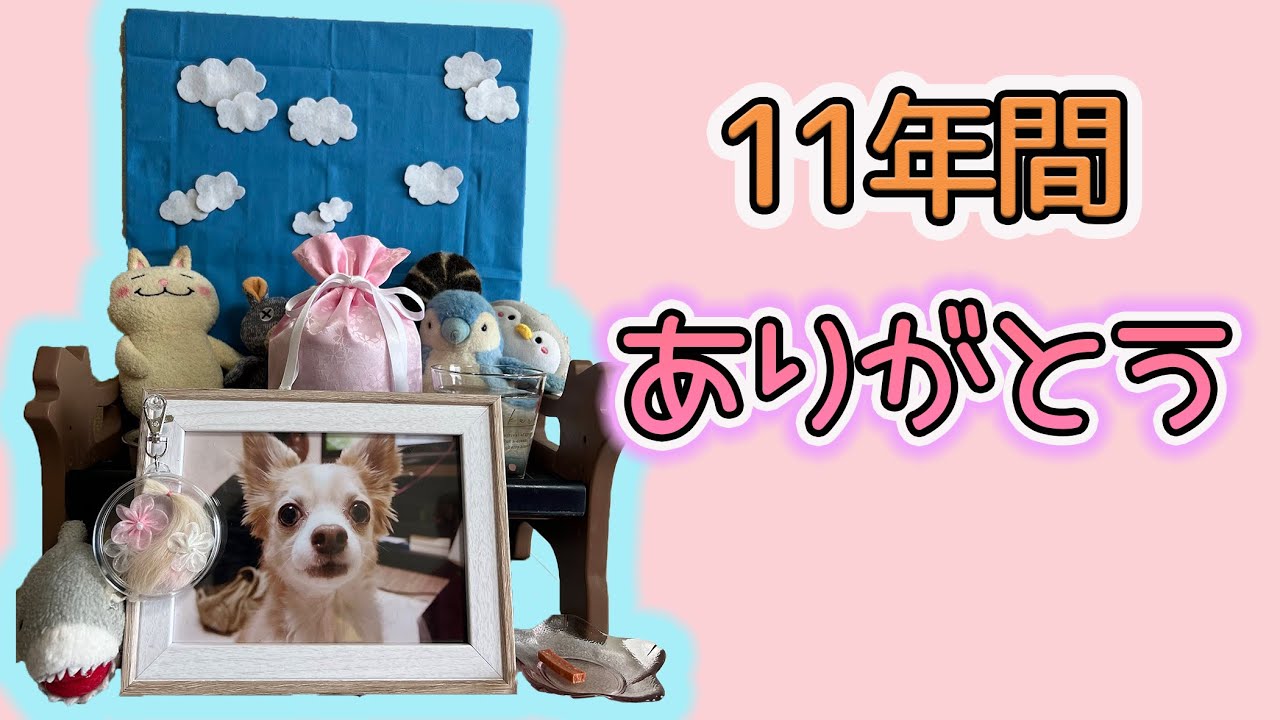 【ご報告】愛する我が子が急性膵炎で虹の橋を渡りました