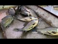 Katla fish sell Kaliakoir fish arot #shorts #expert #fishselling #food