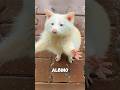 How Caretakers Help This Albino Raccoon