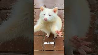 How Caretakers Help This Albino Rac