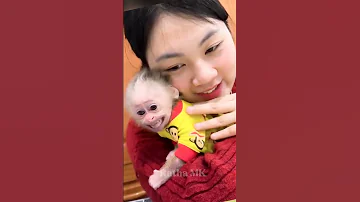 Hello Everyone Baby Monkey Is Very Smart And Cute FamilyBibi Lala Bibi Typ Short Reels 