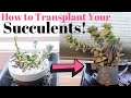 How to Replant Succulents | Tutorial Tuesday 81