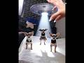 3 mini Ozzy #cachorros