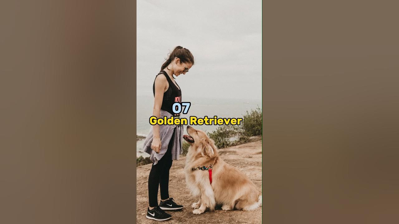 top-10-family-dog-breeds-in-the-world-shorts-familydog-viral