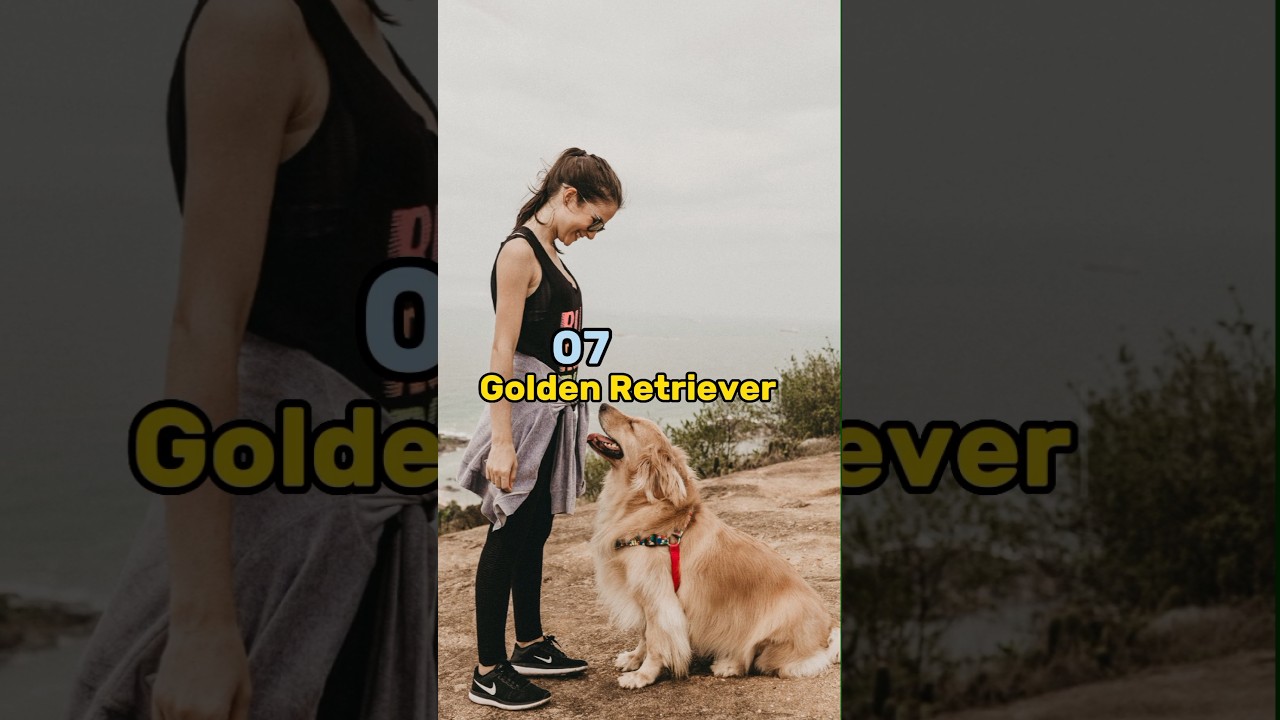 Top 10 Family Dog Breeds In The World shorts familydog viral Top 10 Family Dog Breeds In The World shorts familydog viral