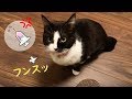 病院がイヤだった！と怒ってついてくる猫ムスビ