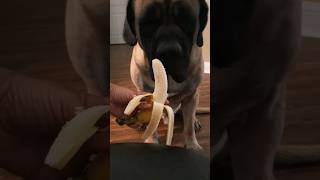 Do dog eat banana | English Mastiff #cute #funny #dog #subscribe #foryou #like