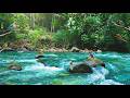 Live Nature Sounds: Birds Chirping in Forest 🌿 Peaceful Ambience for Sleep &amp; Study (No Music)