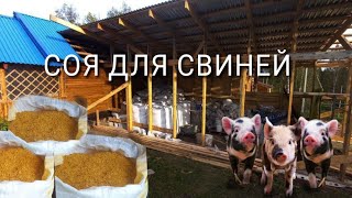 Соя для свиней. Амбар готов под зерно