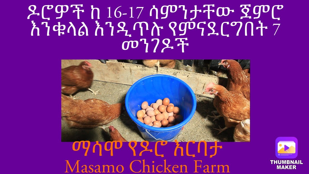 ዶሮዎች እንቁላል ቶሎ እንዲጥሉ ማድረግ ይቻላል? አዎ! እንዴት?