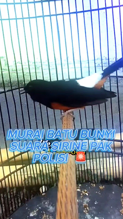 SUARA MURAI BATU UNIK BISA MENIRUKAN SIRINE POLISI 🚔#muraibatu
