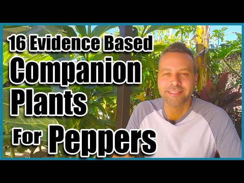 Video: Companion-planten voor hete pepers: tips voor het planten van gezelschapsdieren met chilipepers