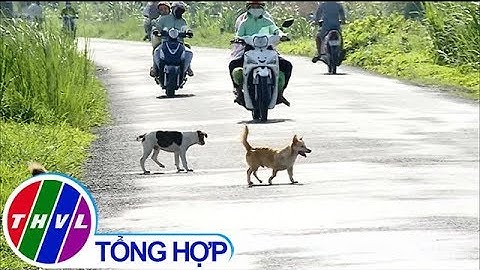 THVL | Chó thả rông - nguy cơ tiềm ẩn  tai nạn giao thông