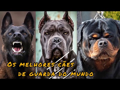 Vídeo: Os Cães De Coleira Azul Do Mundo Canino