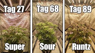 Wie ich meine Cannabis Pflanzen hochzieh | Super Sour Runtz | Vom Samen bis zur Ernte