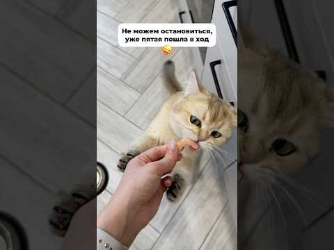 Кошка пробует креветку в первый раз😋 #котики #кошки #кошка #коты #котик #котенок #кот