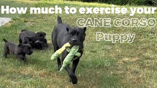 How much and where to exercise your CANE CORSO puppy?🧐 #canecorso #dogtraining #dog by Ivy League Cane Corso Kennel 2,364 views 10 months ago 3 minutes, 30 seconds