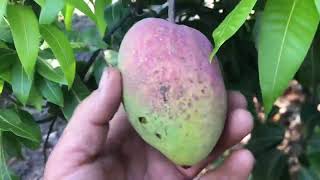 Harvesting & Eating California Grown Mangos
