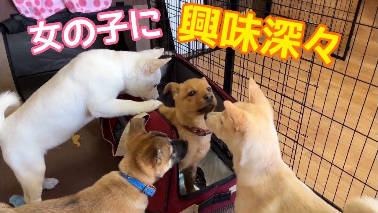 ４匹の初々しさが可愛いすぎる 女の子に興味津々の男子チーム 子犬たちのかわいい反応 Youtube