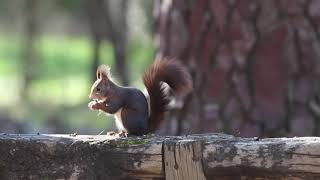 Red Squirrel  Ardilla Roja Sciurus vulgaris