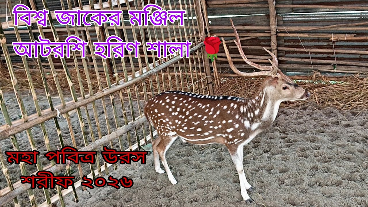 বিশ্ব জাকের মঞ্জিল আটরশি হরিণ শালা 🌹🌹 মহা পবিত্র উরস শরীফ ২০২৬ 