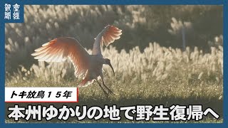 本州ゆかりの地で野生復帰へ　トキ放鳥１５年