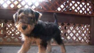 Puppy - Bigger!