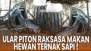 Ular Piton Raksasa Mangsa Sapi Pada 20 Oktober 2023
