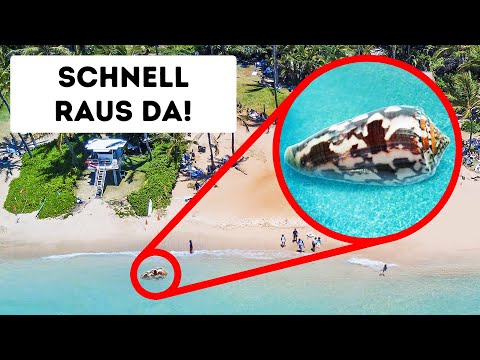 Video: Was Ist Das Größte Schneckentier Der Welt?