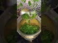 #song #healthyfood #vegetarianrecipies #paalak #homegrown #lahsunipalak