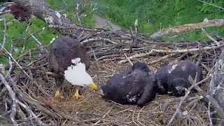 Trempealeau Eagles. Mr T to the nest. Eats leftover lunch fish and feeds TE2 - 05-30-2024