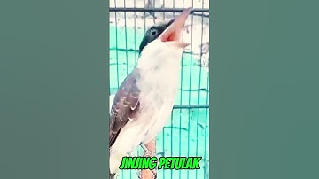 Masteran handal jinjing petulak gacor keras dan rapat
