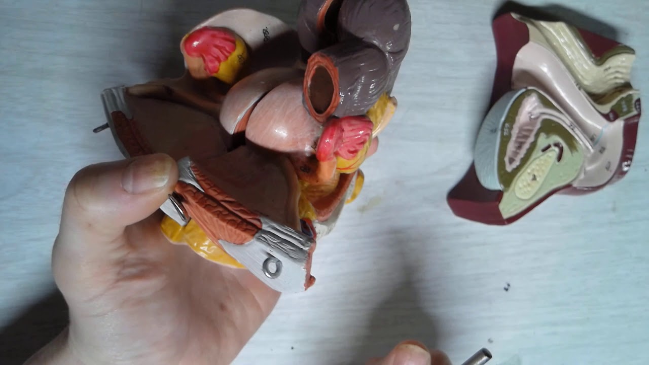 male and female reproductive anatomy ID