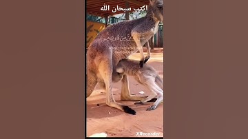 هذا خلق الله| #سورة_لقمان #آية11 #القارئ #اسلام_صبحي #احبكم