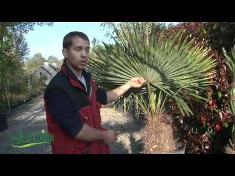 Vidéo: Combien coûtent les palmiers ?