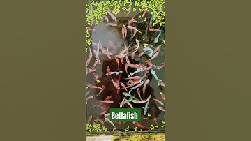 betta thủy sinh, cá cảnh, cá koi nemo galaxy, #shortsvideo, #fish, #cá, #betta, #bettafish,...