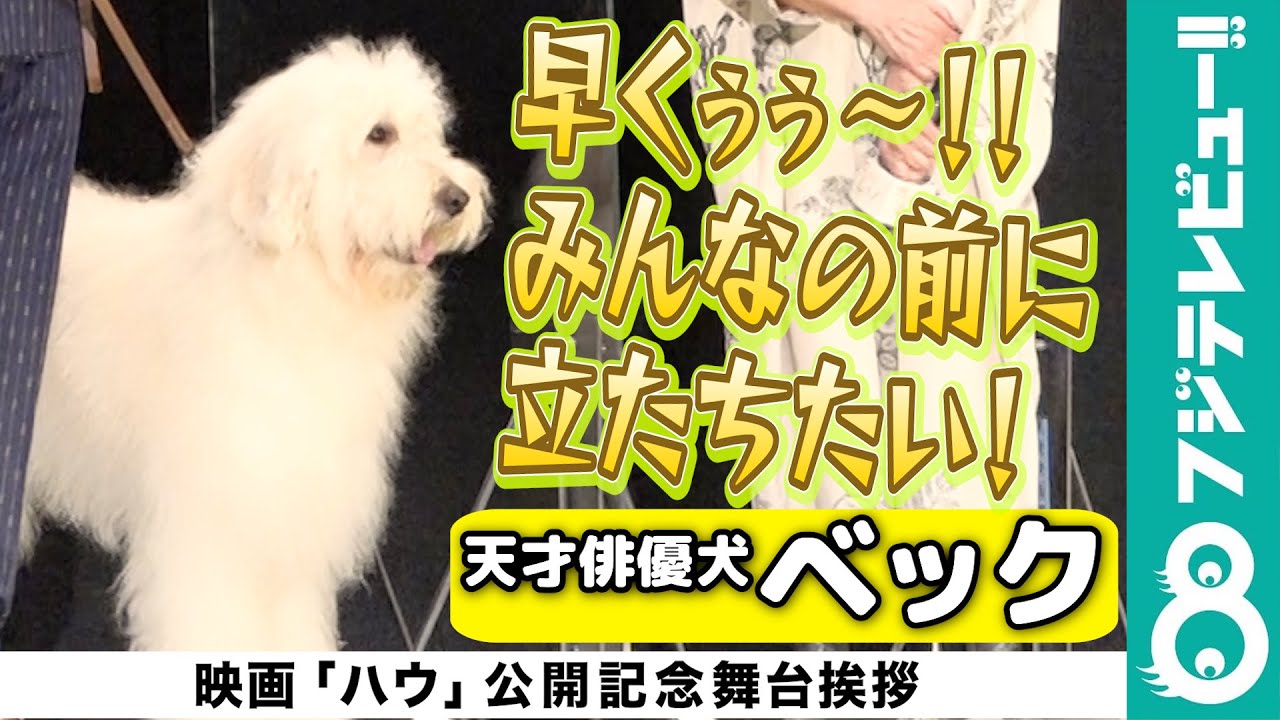 田中圭 ベタ褒め お散歩登壇 で堂々とするベックに さすがやな コイツ Youtube