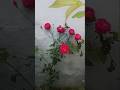 beutiful rose 🌹 alhamdulillah mashallah