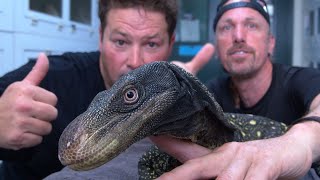 Can a Wild Caught Crocodile Monitor become a pet? Taming Giant Lizards with Dingo Dinkelman