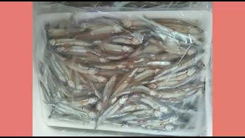 Mực ống, mực lá, Cá cơm