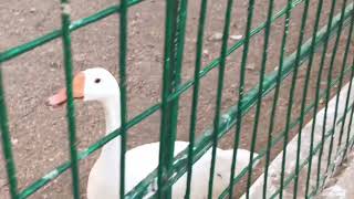 Beautiful Ducks in Pond | duck sounds Quack Quack