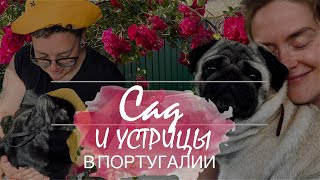 Садоводство в Португалии. Как вырастить огурец, помидор и кинзу. Вкусные устрицы в Португалии