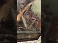 Phormictopus Dominican Purple eat cockroach  🪳🥢