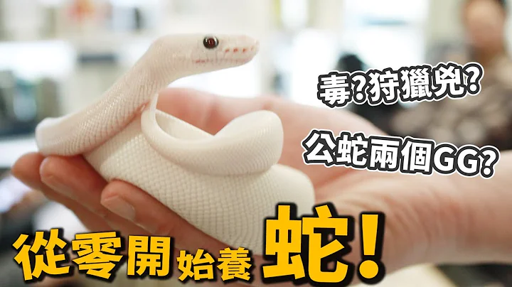 【從零開始養】蛇!有毒?狩獵兇?公蛇有兩個GG?四種寵物蛇飼養【許伯簡芝】Snake - 天天要聞