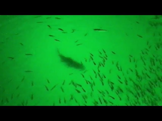 Green Blob Underwater Fishing Light causes Bass Fishing Frenzy! 