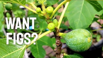 Fig Tree Won