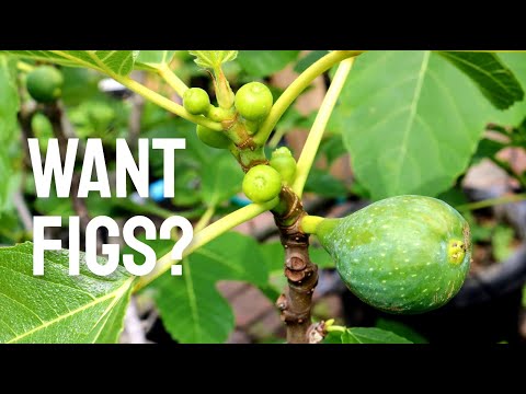 Video: Fig Tree Fruit Drop - Paano Ayusin ang Fig Fruit Fall Off The Tree