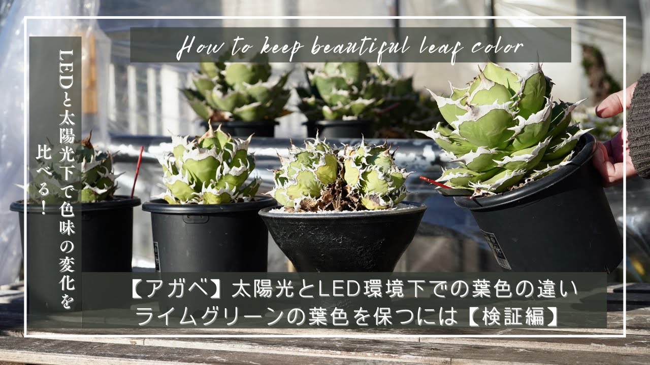【アガベ】太陽光とLED環境下での葉色の違い｜ライムグリーンの葉色を保つには【検証編】