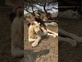 #lion #youtubeshorts 🦁 White lions are stunning 🥰  #animalover #tarzan #cjp #lionking